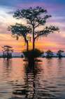 USA-Louisiana-Atchafalaya Basin-Atchafalaya Swamp Cypress trees reflect on at sunrise Art Print